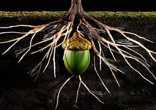 Life cycle of an oak tree