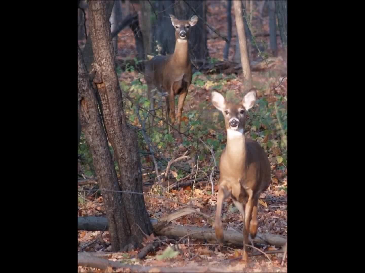 Zoo Animals for Children | Kids Learning Videos