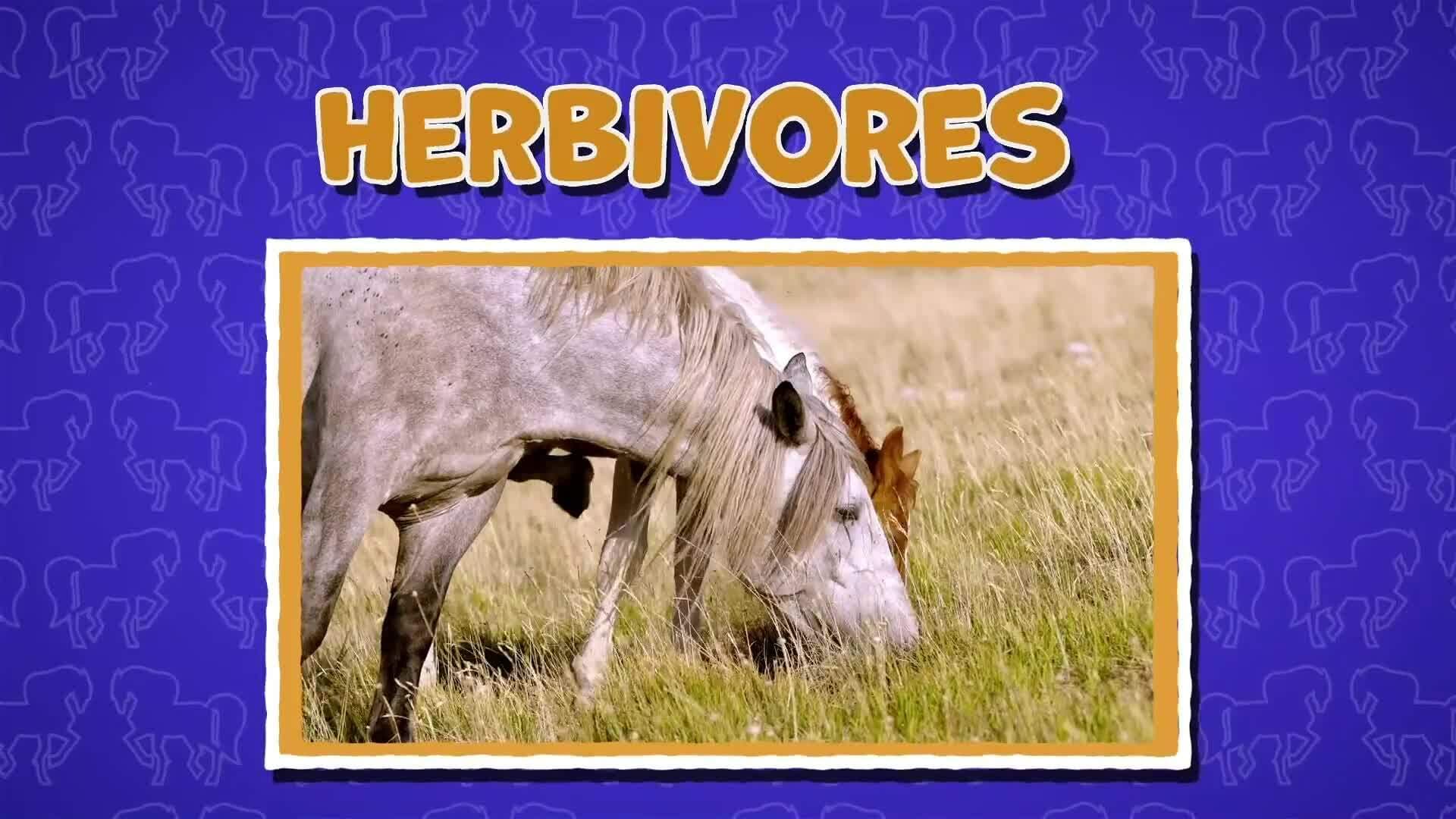 I WONDER - What Do Horses Eat?