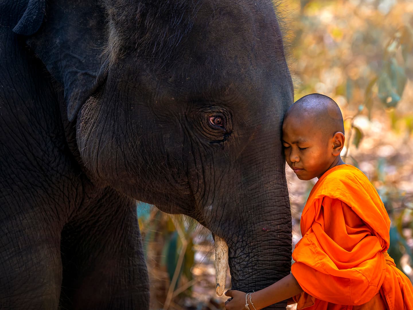 The Importance of Courtesy: A Lesson from Priya and Prio the Peacocks