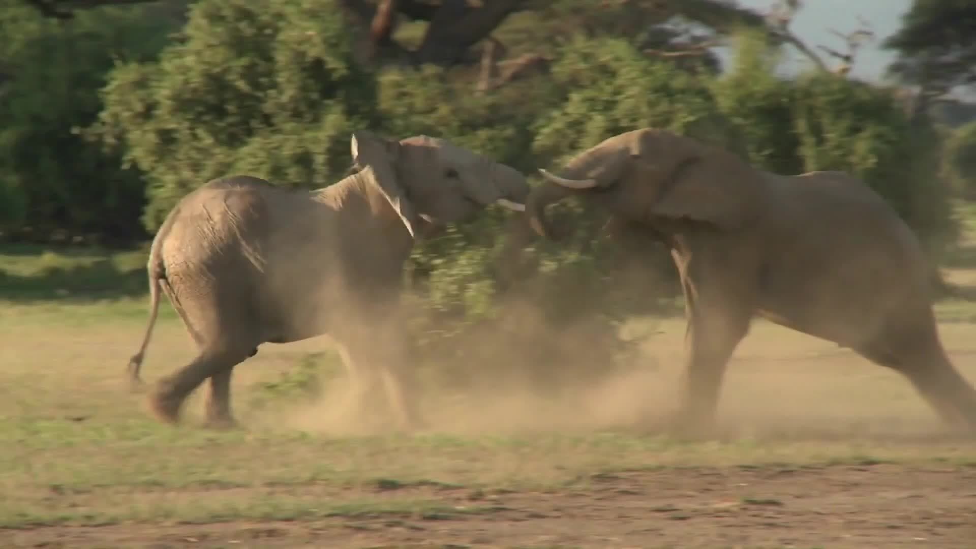 The Journey of Elephants: From Birth to Death in the Wild