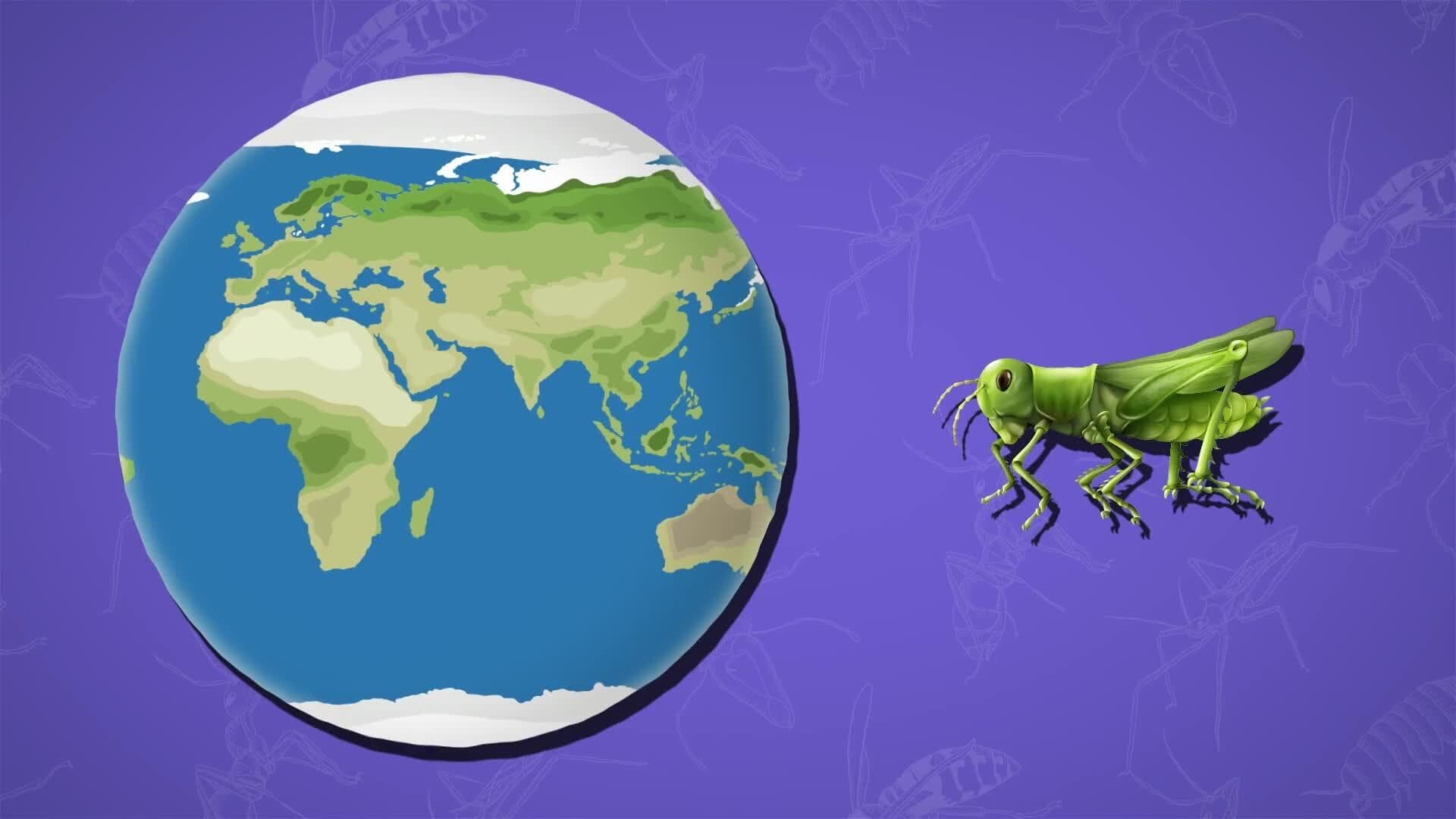 I WONDER - How Many Insects Are In The World?