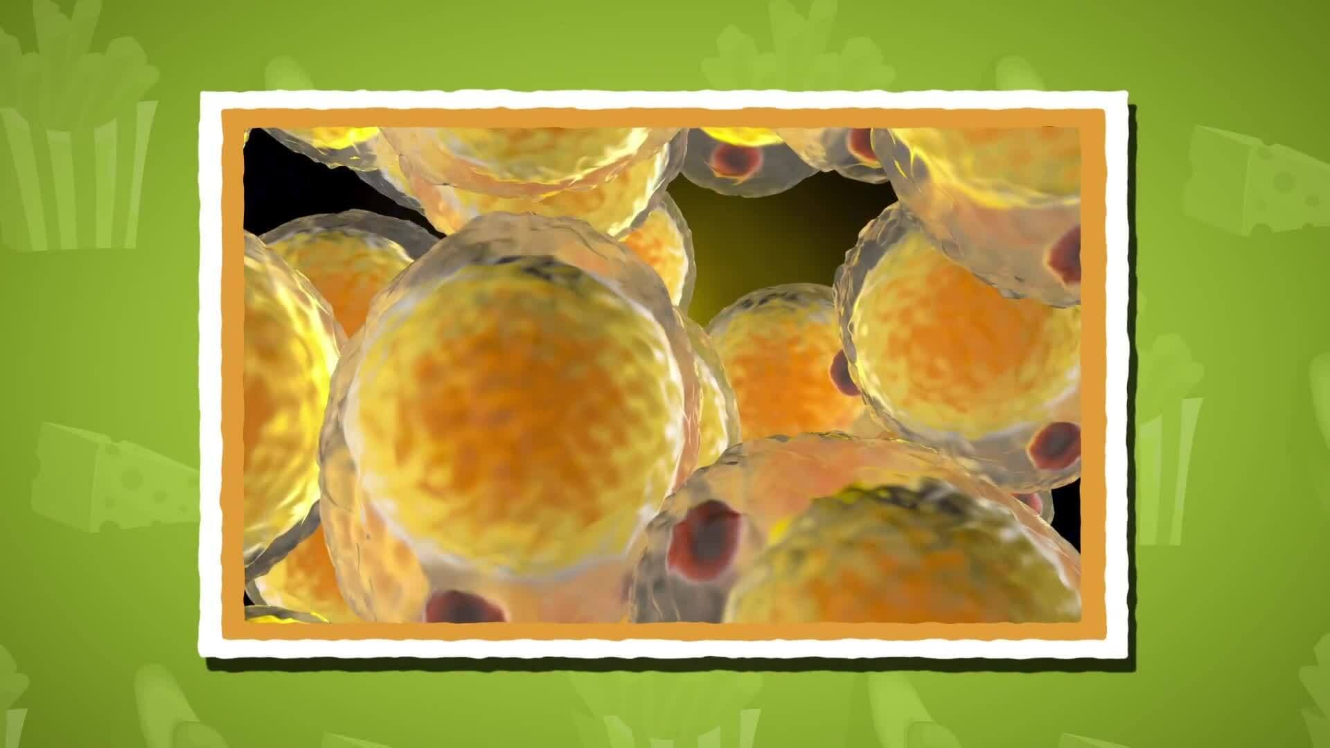 I WONDER - What Are Fats?