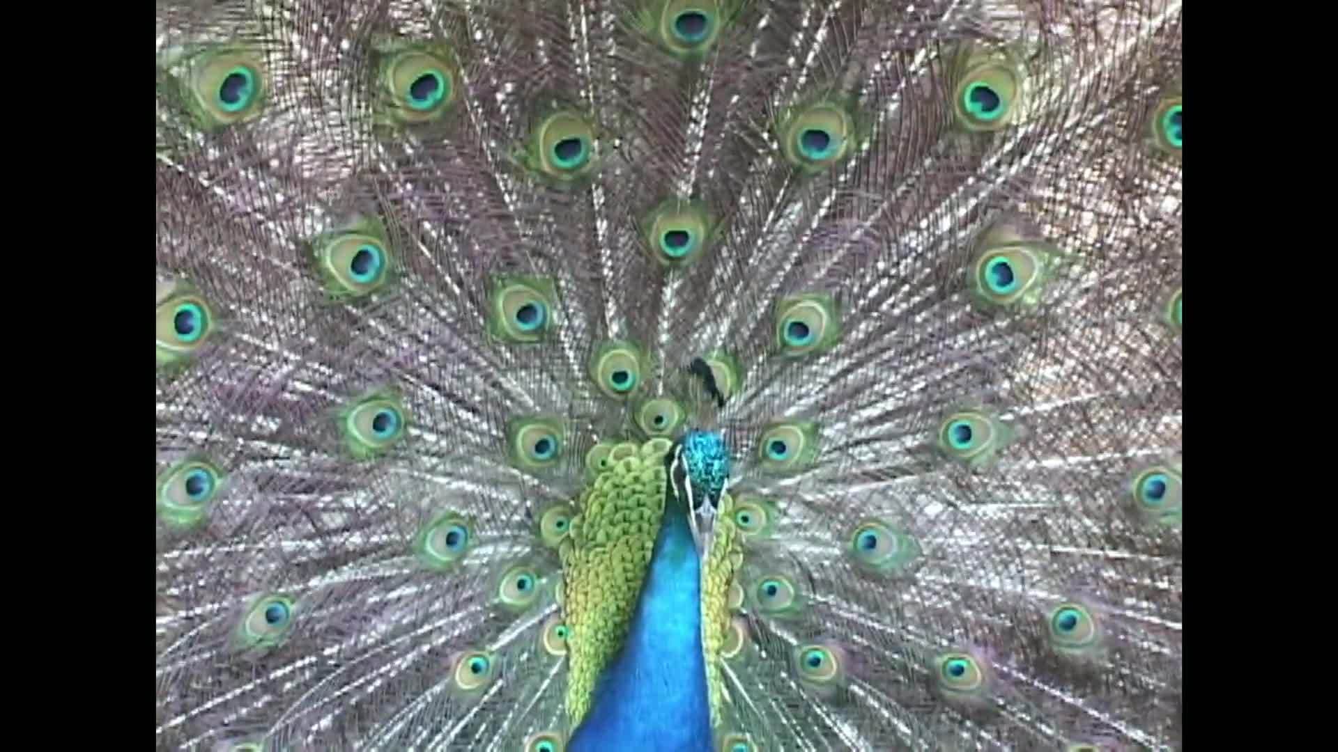 Animals - Animals and thier Behaviours Part 5