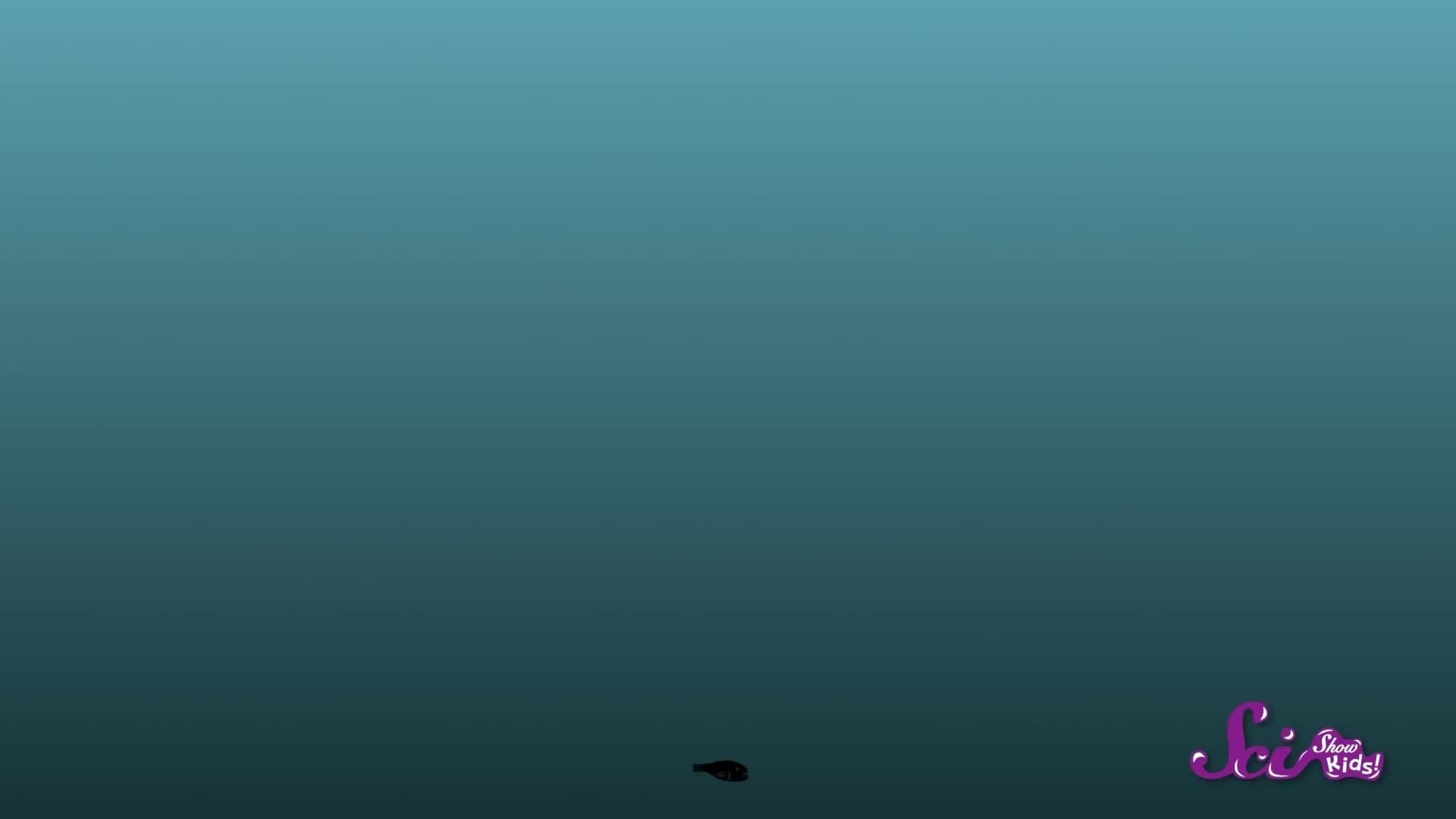 The World’s Ugliest Animal