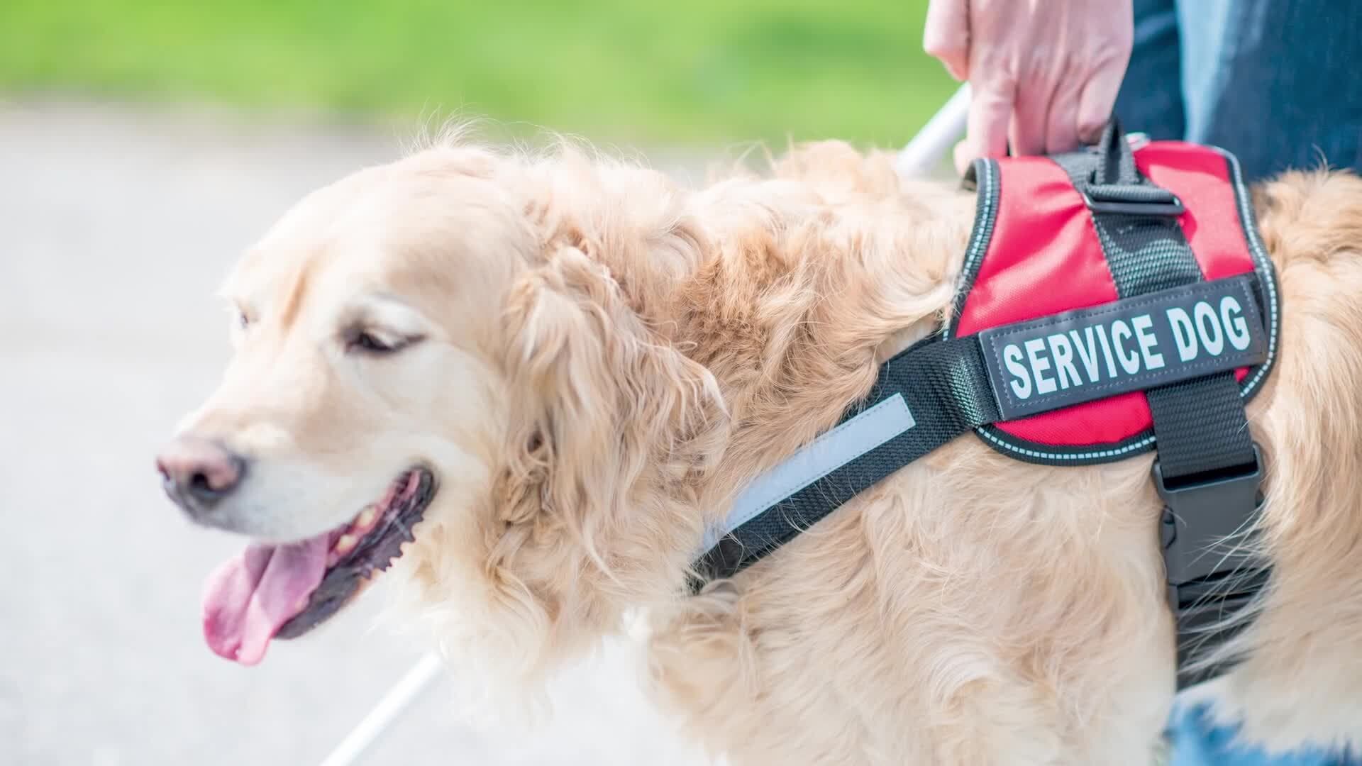 Paws and Letters: Discovering Dogs F to J