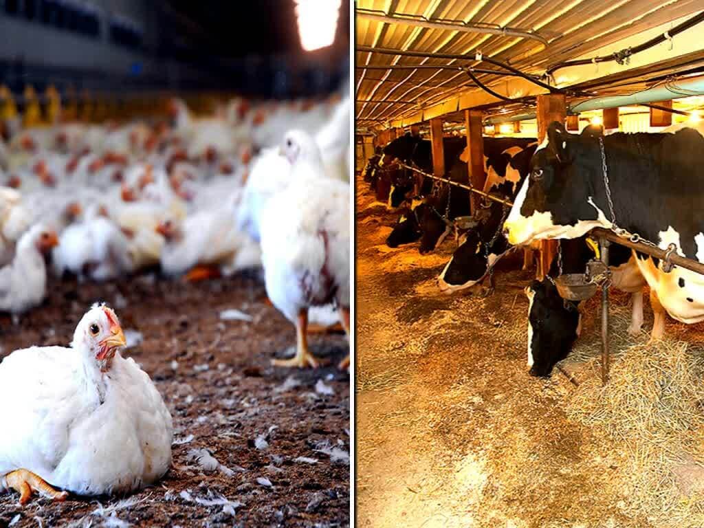 Introduction to Animal Husbandry