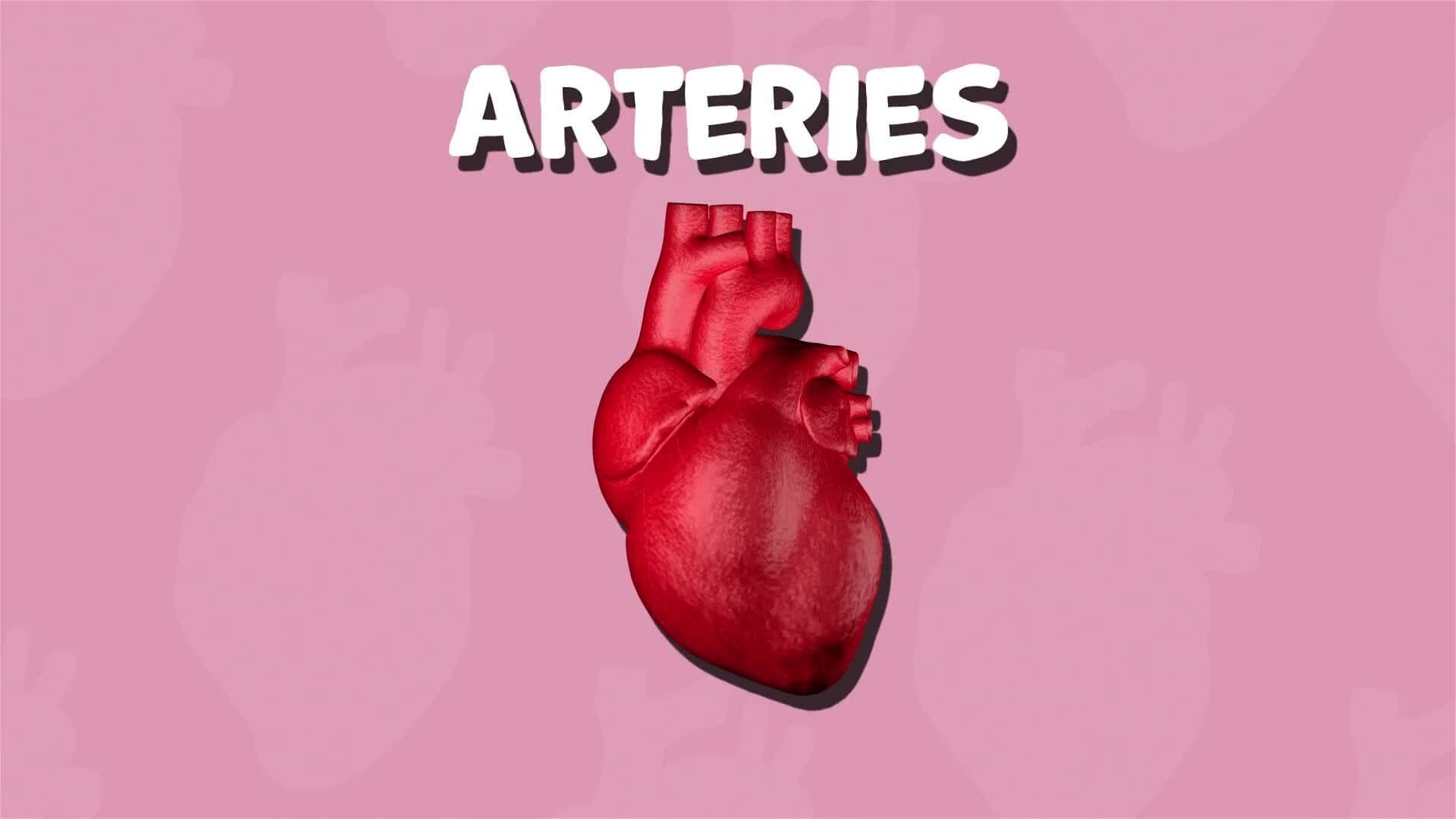 I WONDER - What Job Do Arteries Do?