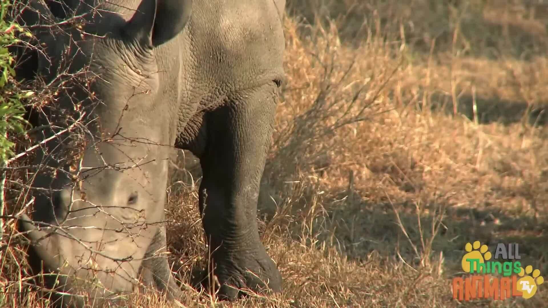 Meet the Rhinos: Amazing Facts and Conservation Efforts