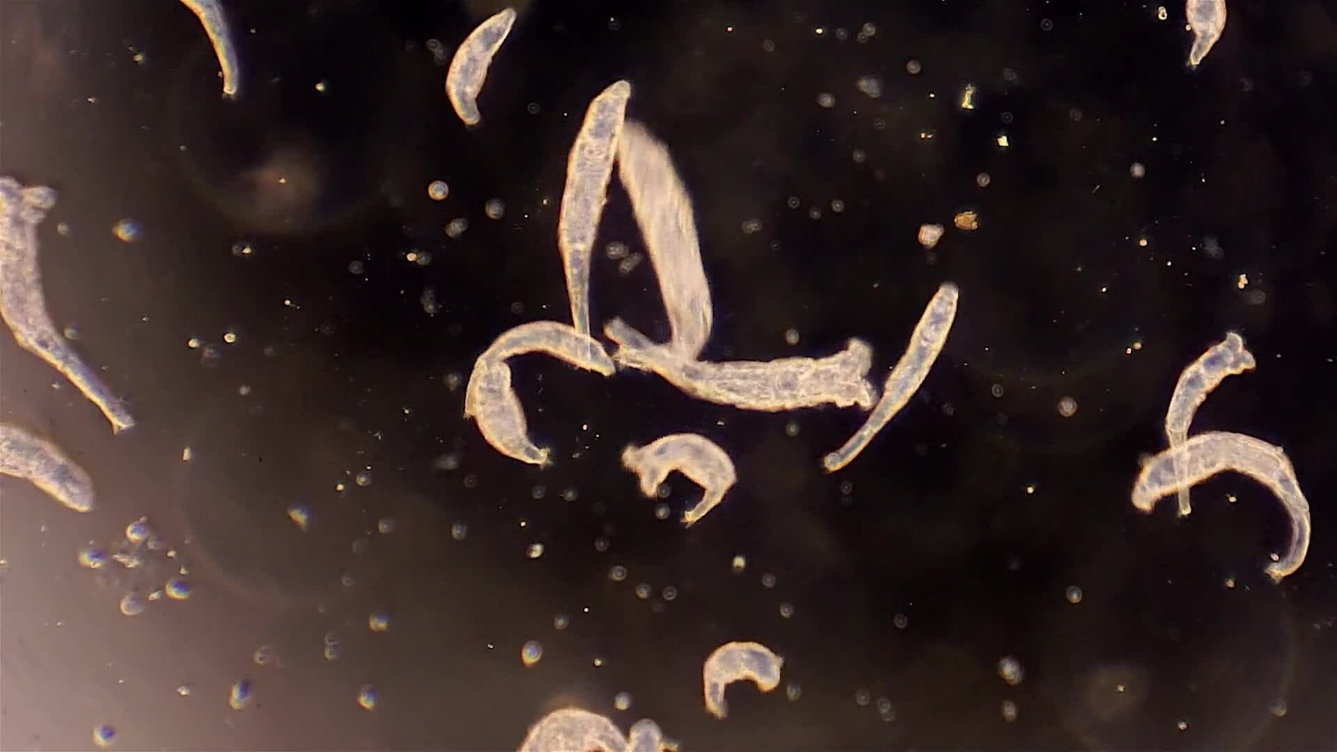 I WONDER - Where Are Microorganisms Found?