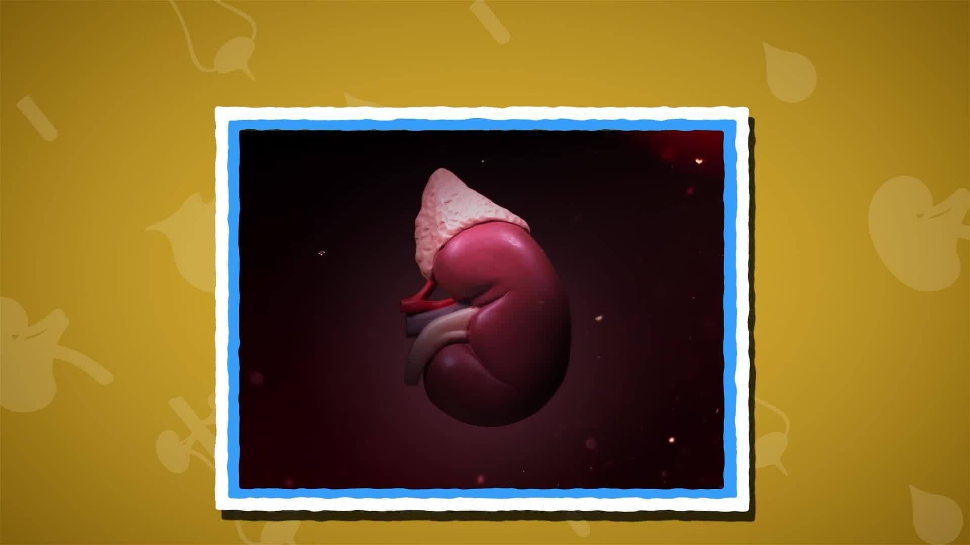 I WONDER - What Do The Kidneys Do?