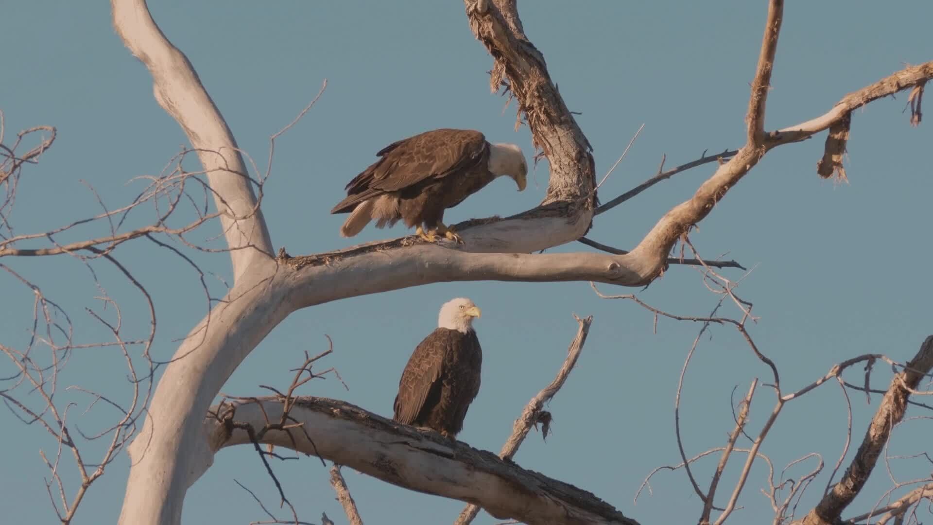 High Five Facts - Bald Eagle