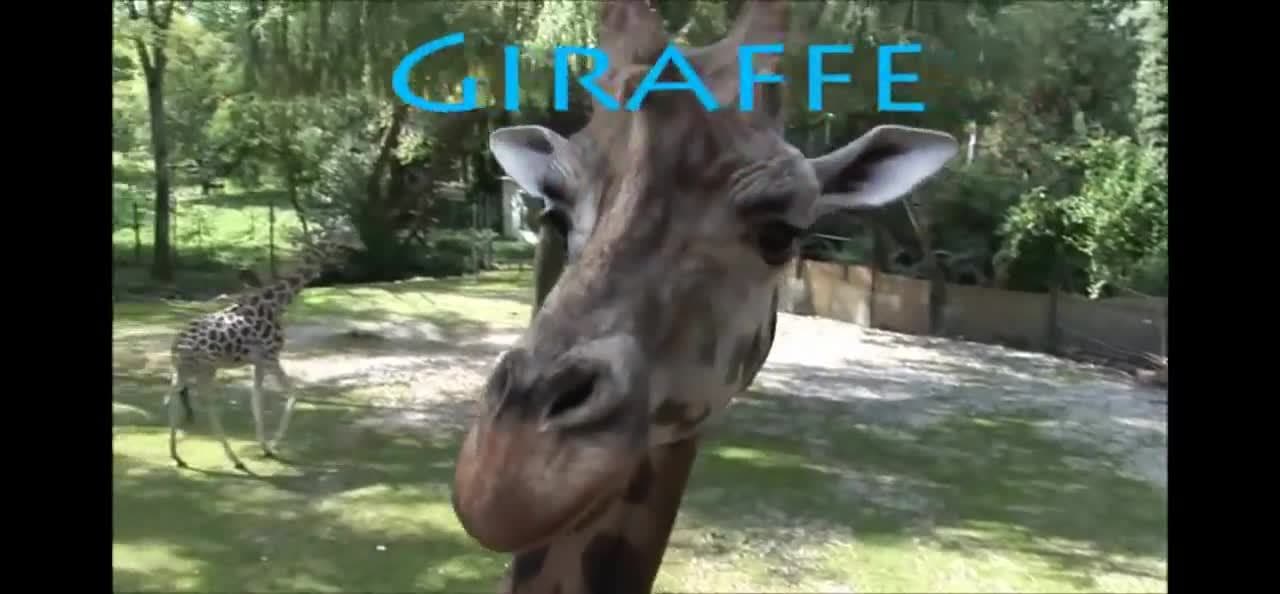 Fun Animal Facts for Kids