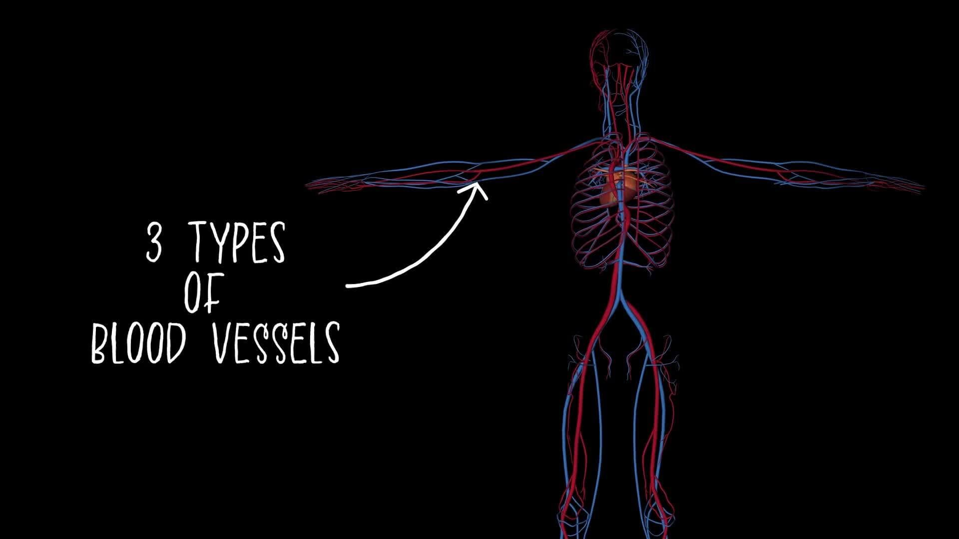 I WONDER - How Long Are The Blood Vessels?