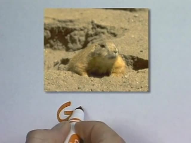 Animals, Birds & Fish: Animals A to Z