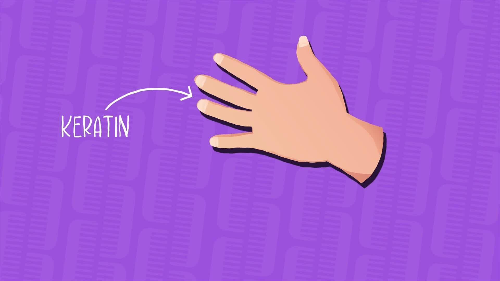 I WONDER - What Is Hair Made Of?