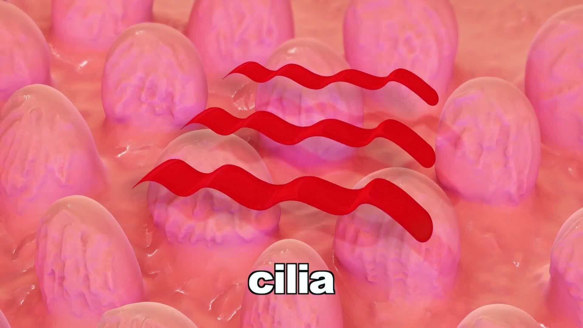 Understanding How We Perceive Sound