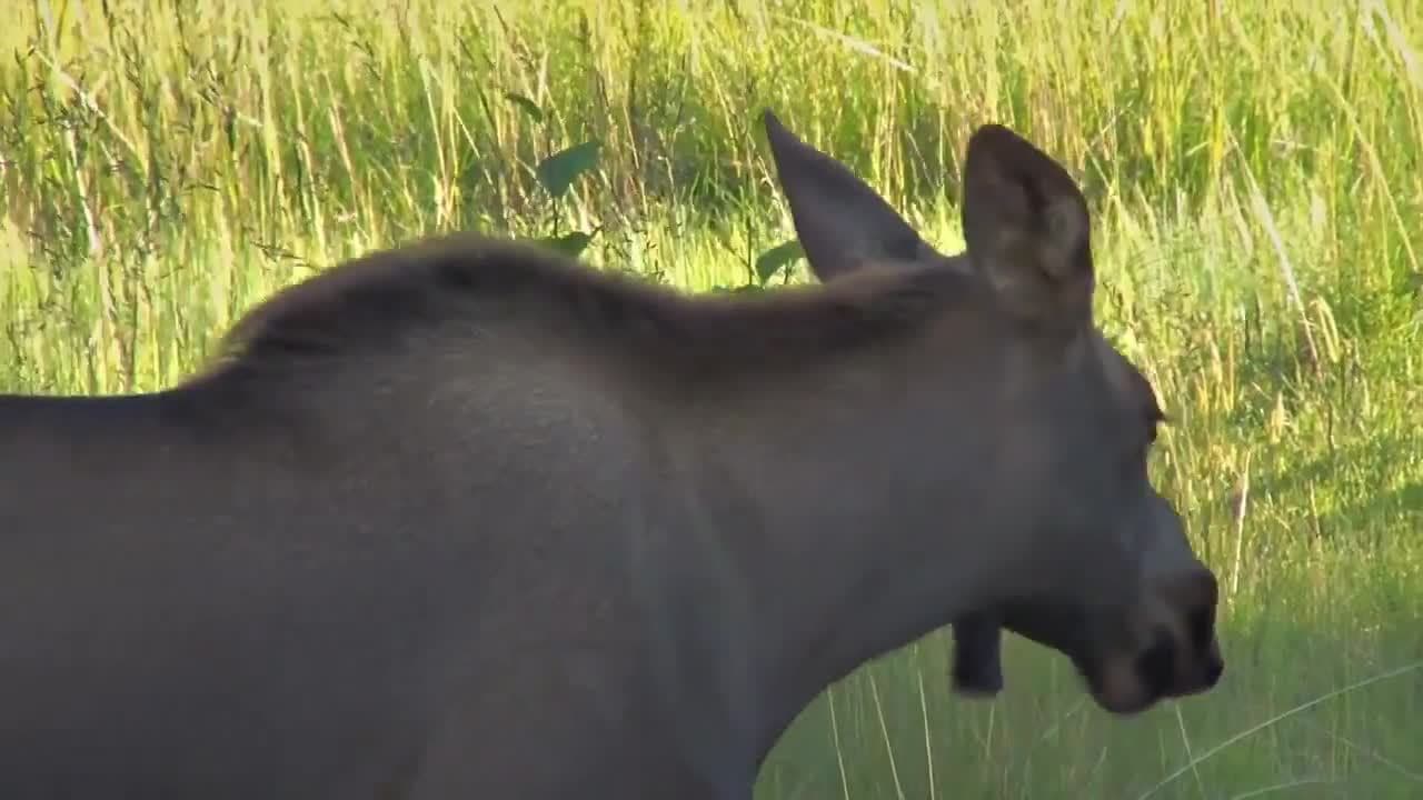 Moose!  Moose Facts for Kids