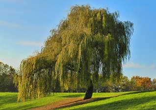 The willow