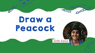 Peacock Drawing Guide