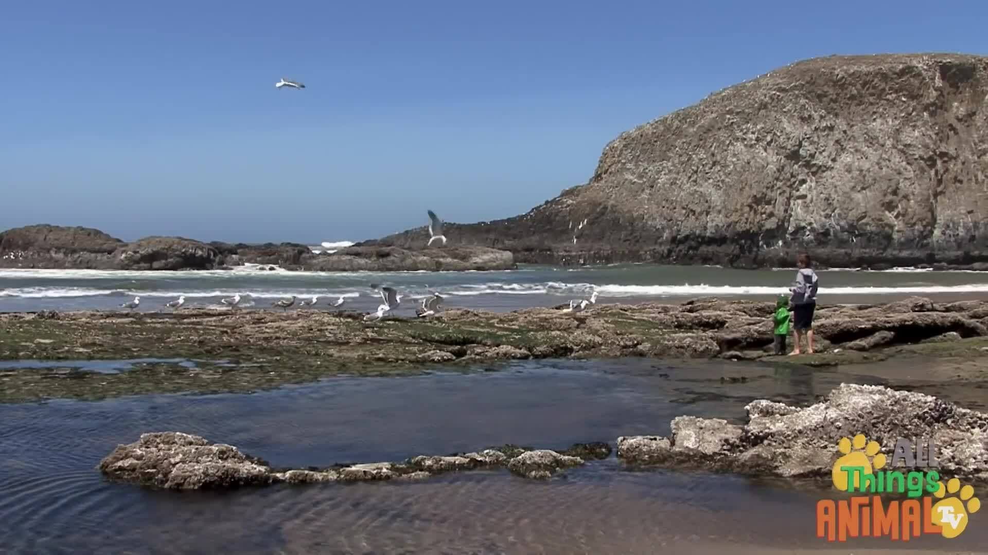 Discovering Seagulls: The Clever Coastal Birds