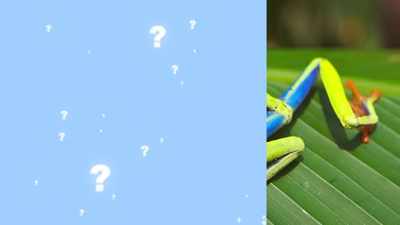 Guess the Animal! Learn the Animals for Kids