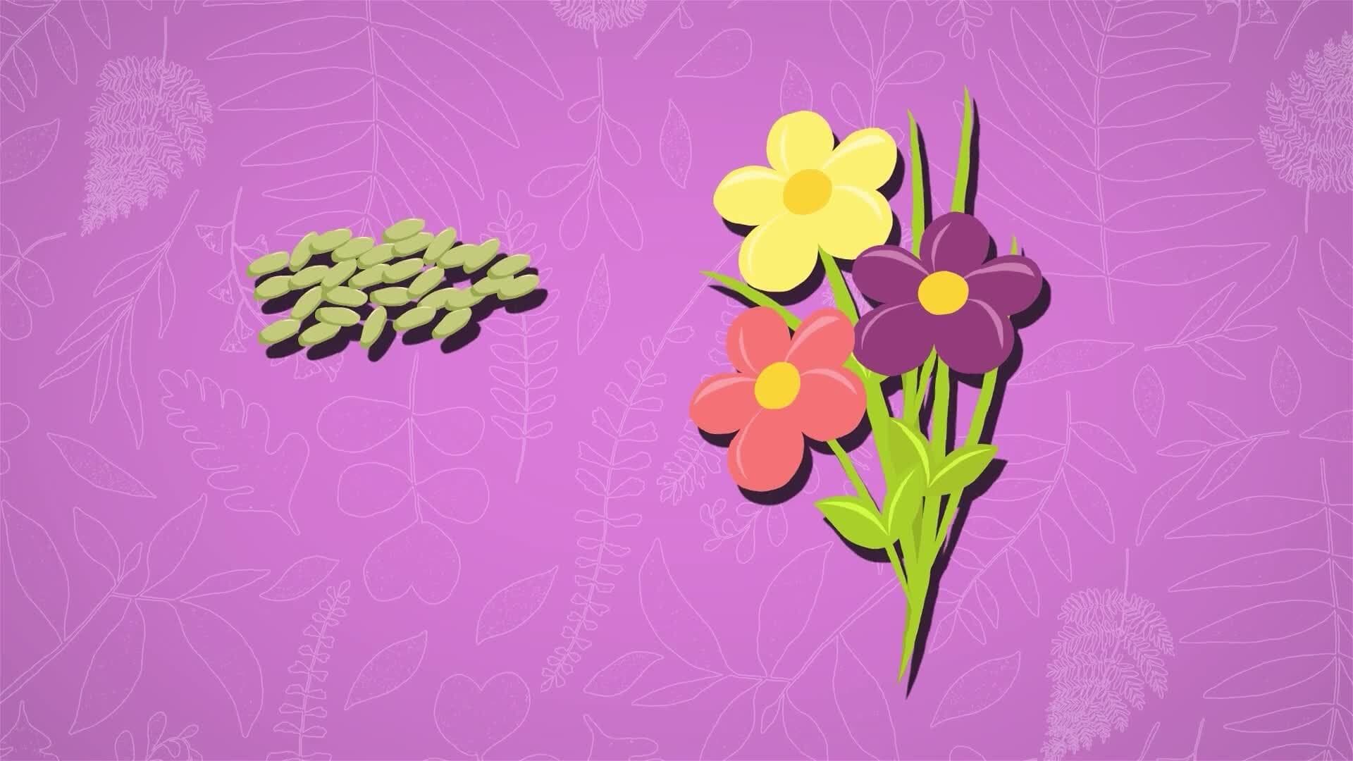 I WONDER - How Do Insects Help Pollination?