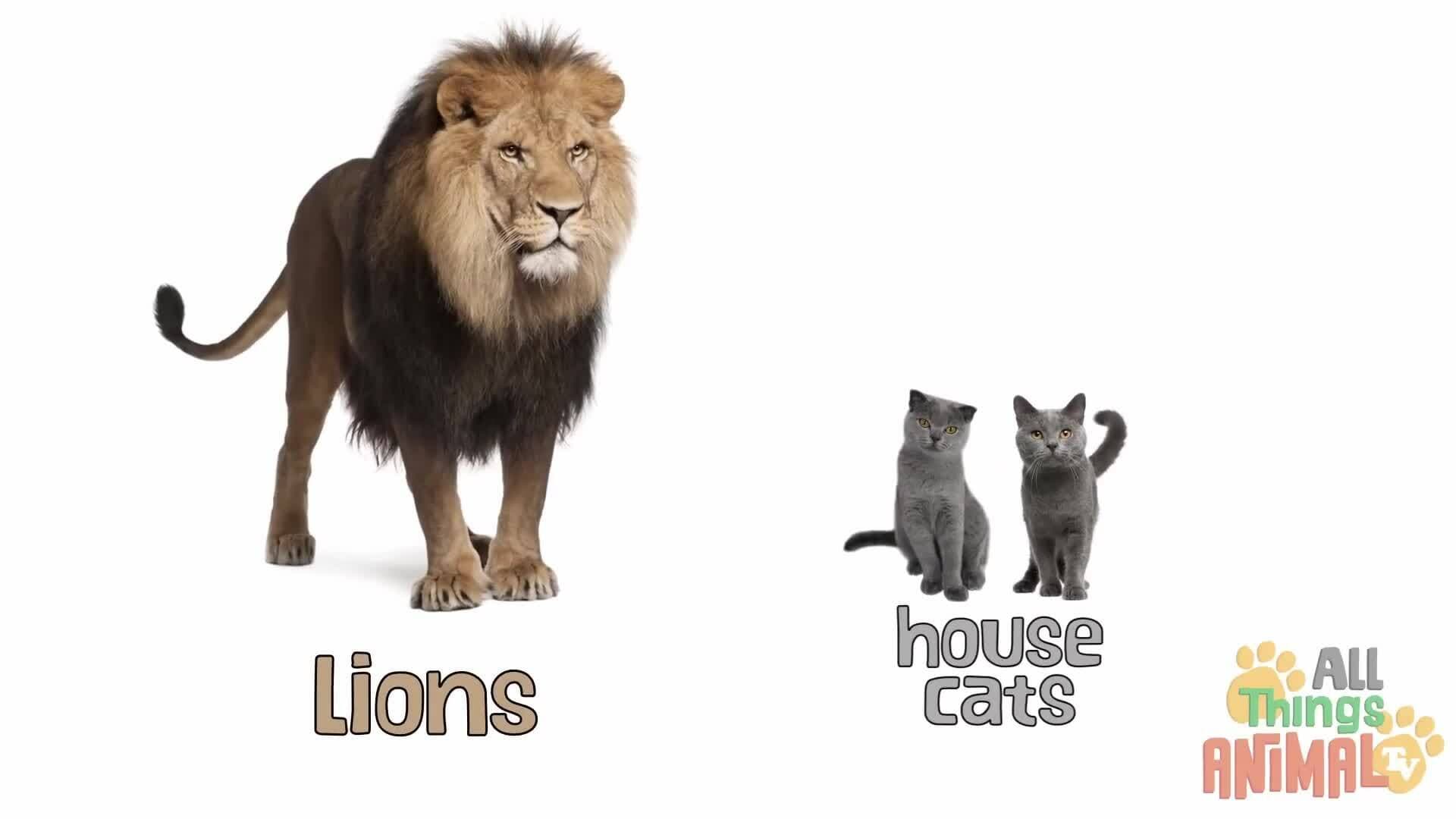 The Fascinating World of Cats: A Closer Look at Our Feline Friends