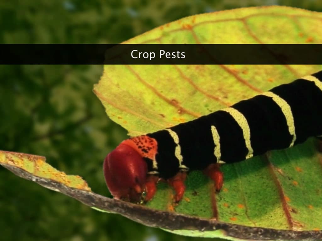 Crop Protection: Pests