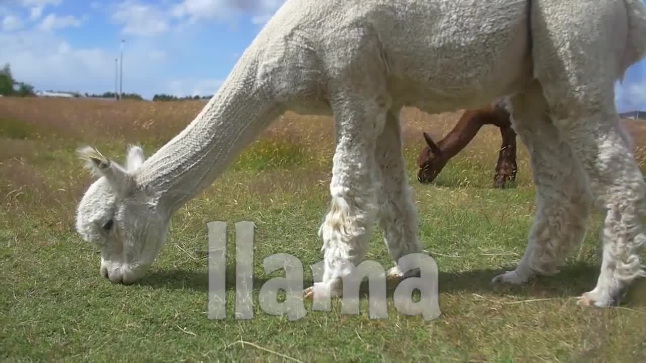 South American Animals!