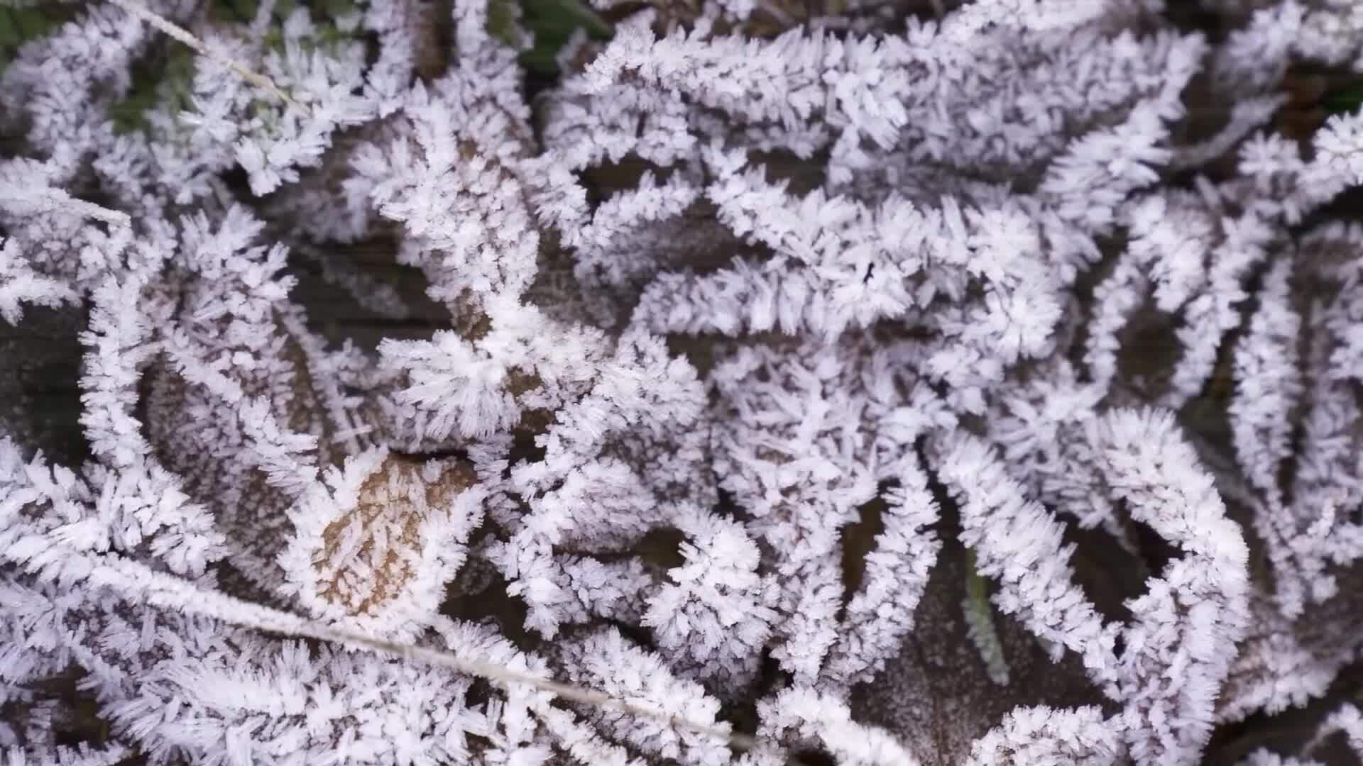 High Five Facts - Frost