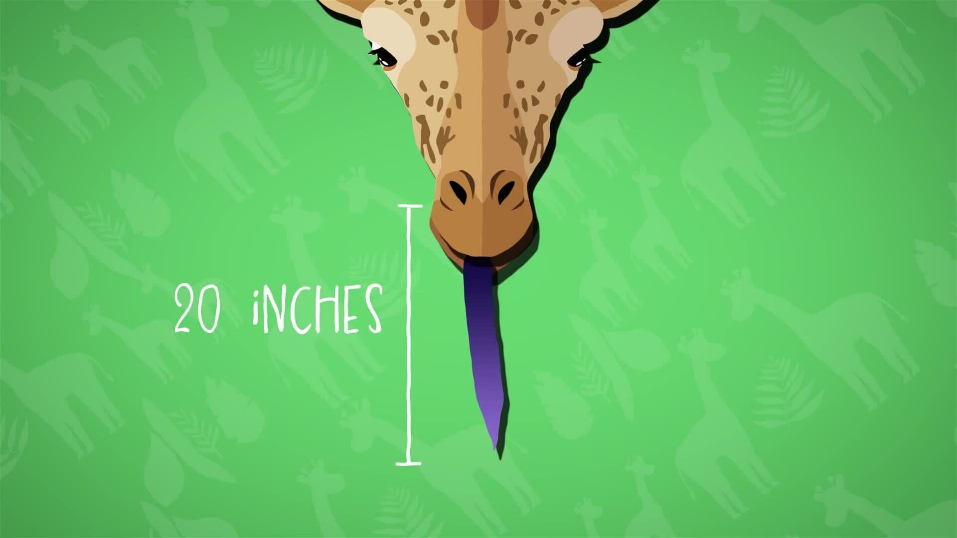 I WONDER - What Do Giraffes Eat?