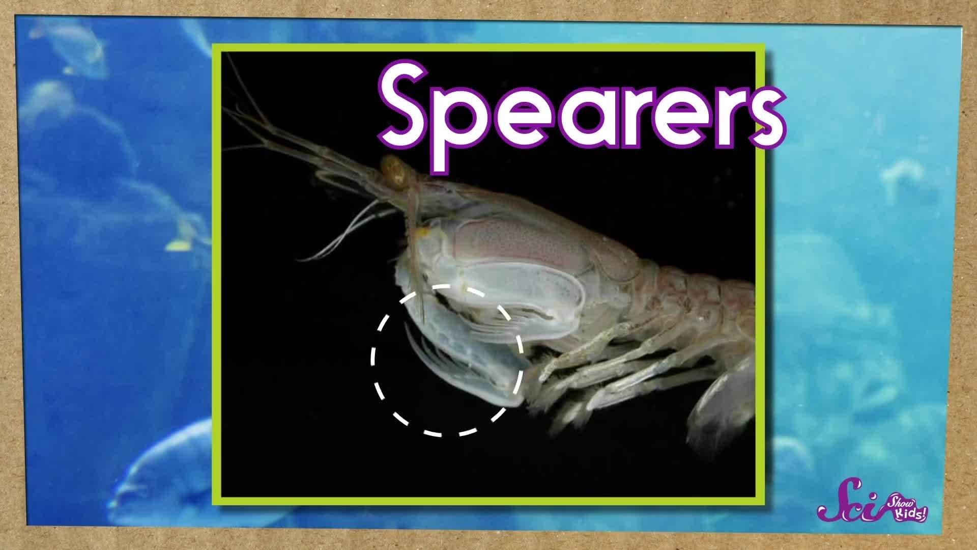 The Fastest Punch in the World