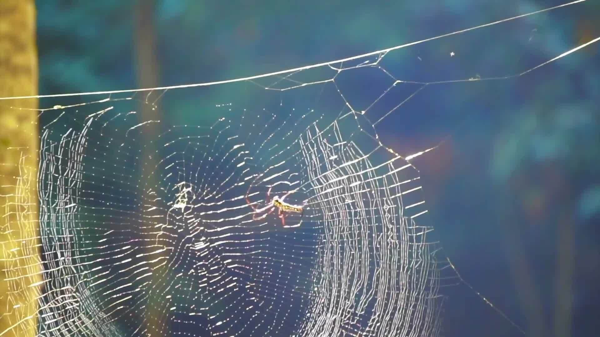 The Art and Science of Spider Webs: Exploring Arachnid Ingenuity