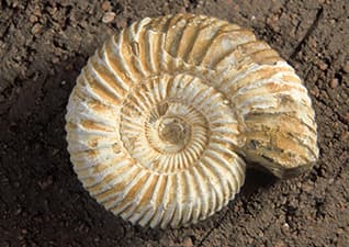 Fossils - Preserved Life Remnants