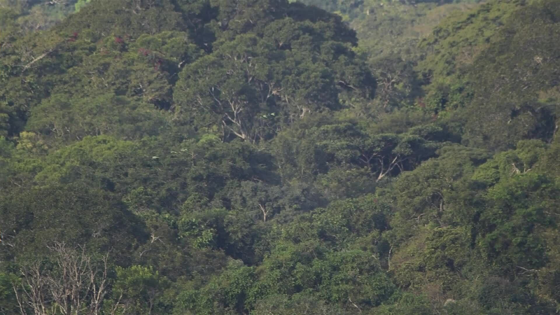 I WONDER - Do Parrots Live In Groups?