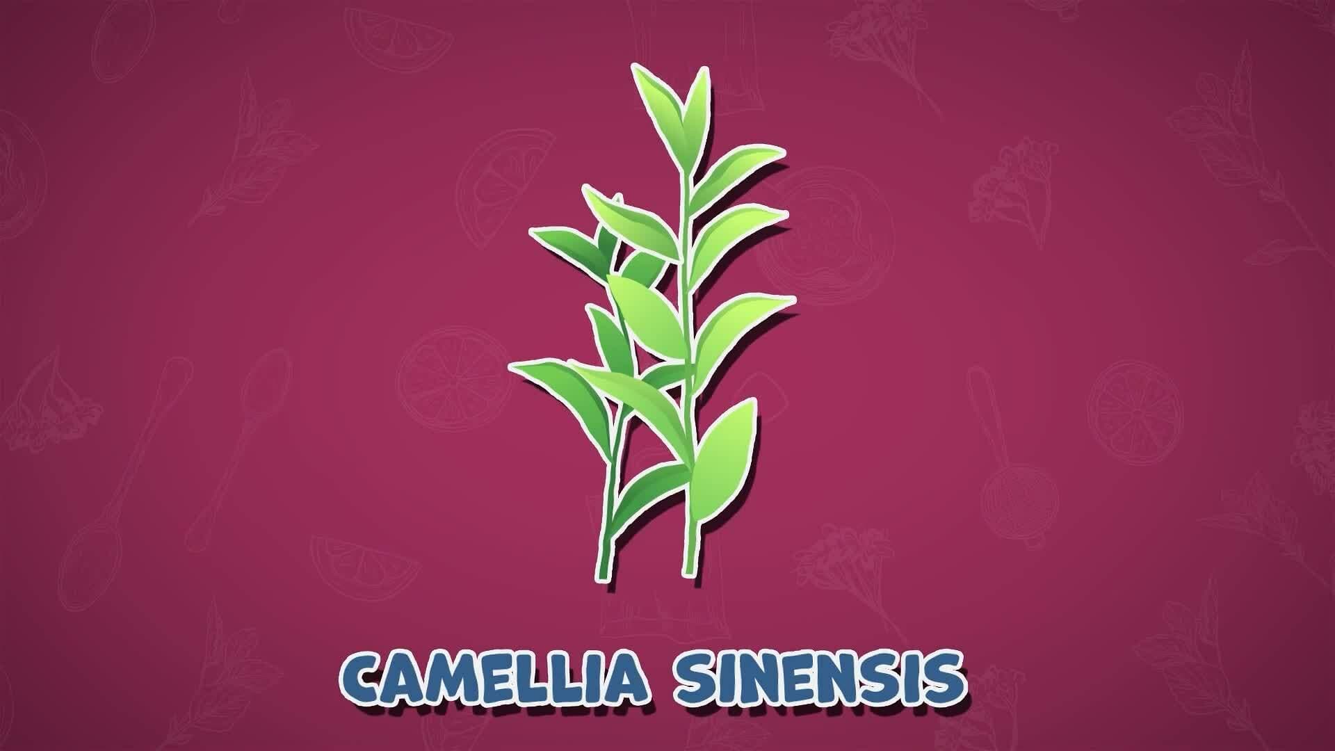 I WONDER - Where Does Tea Come From?