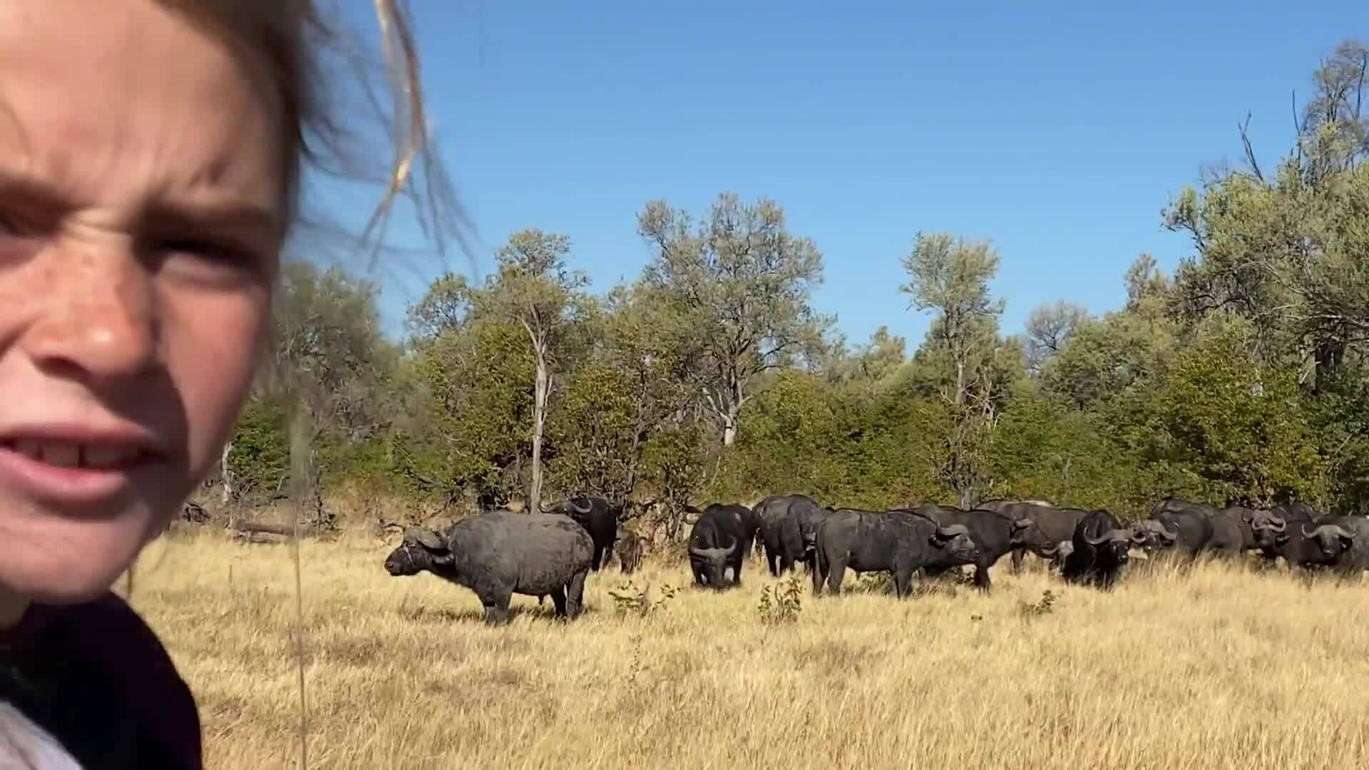 On Safari with Nala - Cape Buffalo