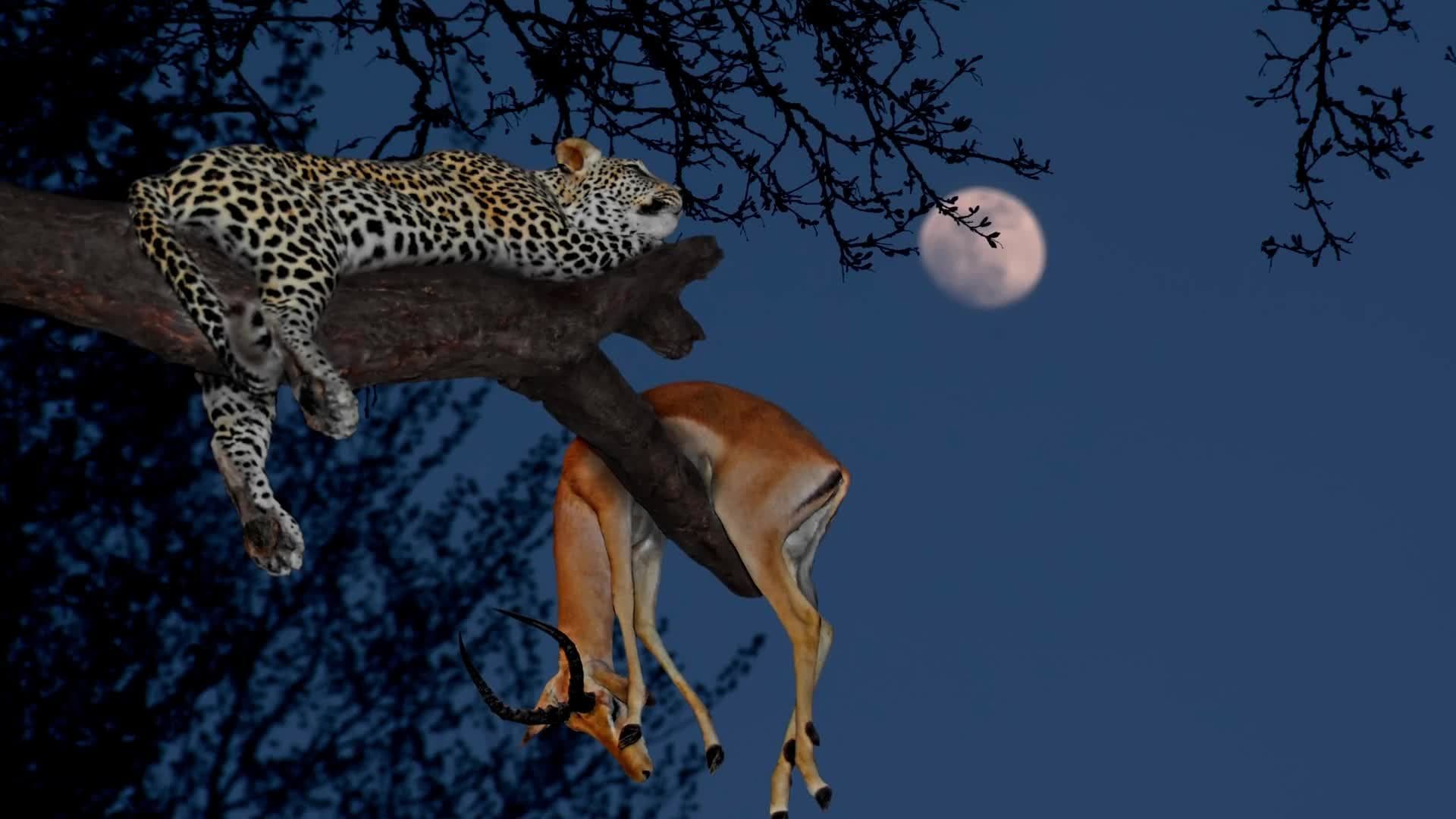 Science Kids: Lions, Tigers and Other Big Cats