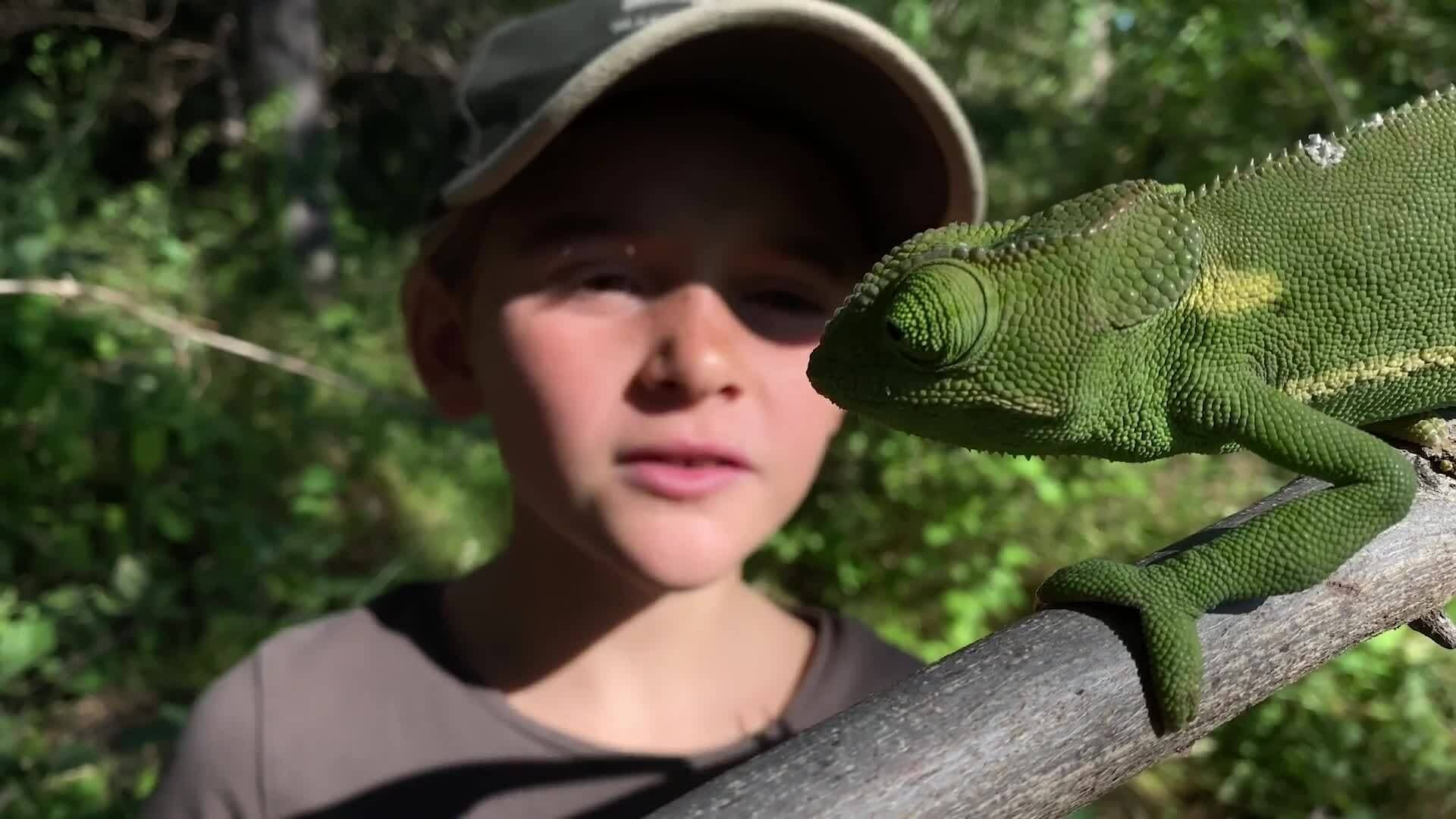 On Safari with Nala - Chameleon