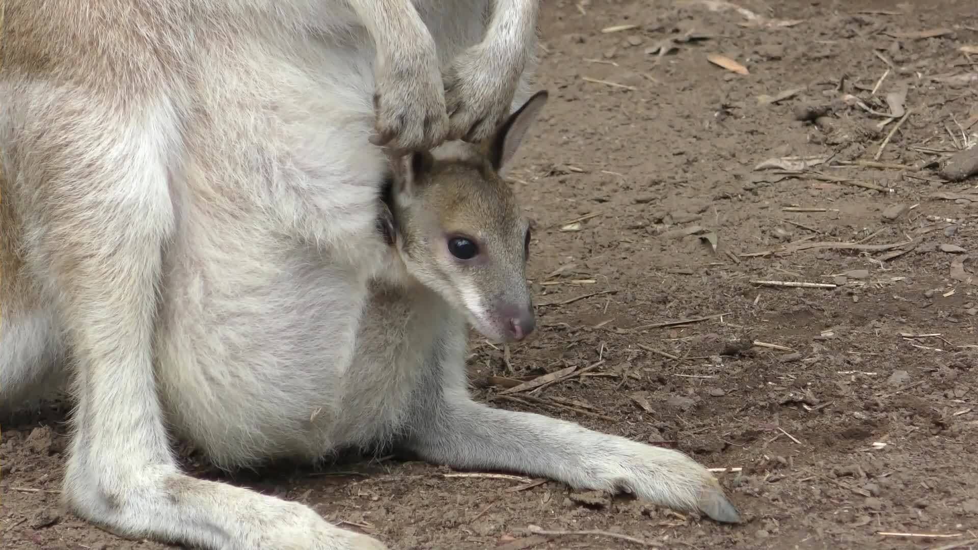 High Five Facts - Kangaroos