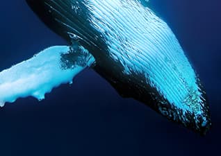 What is a Mammal? - Mammal Traits