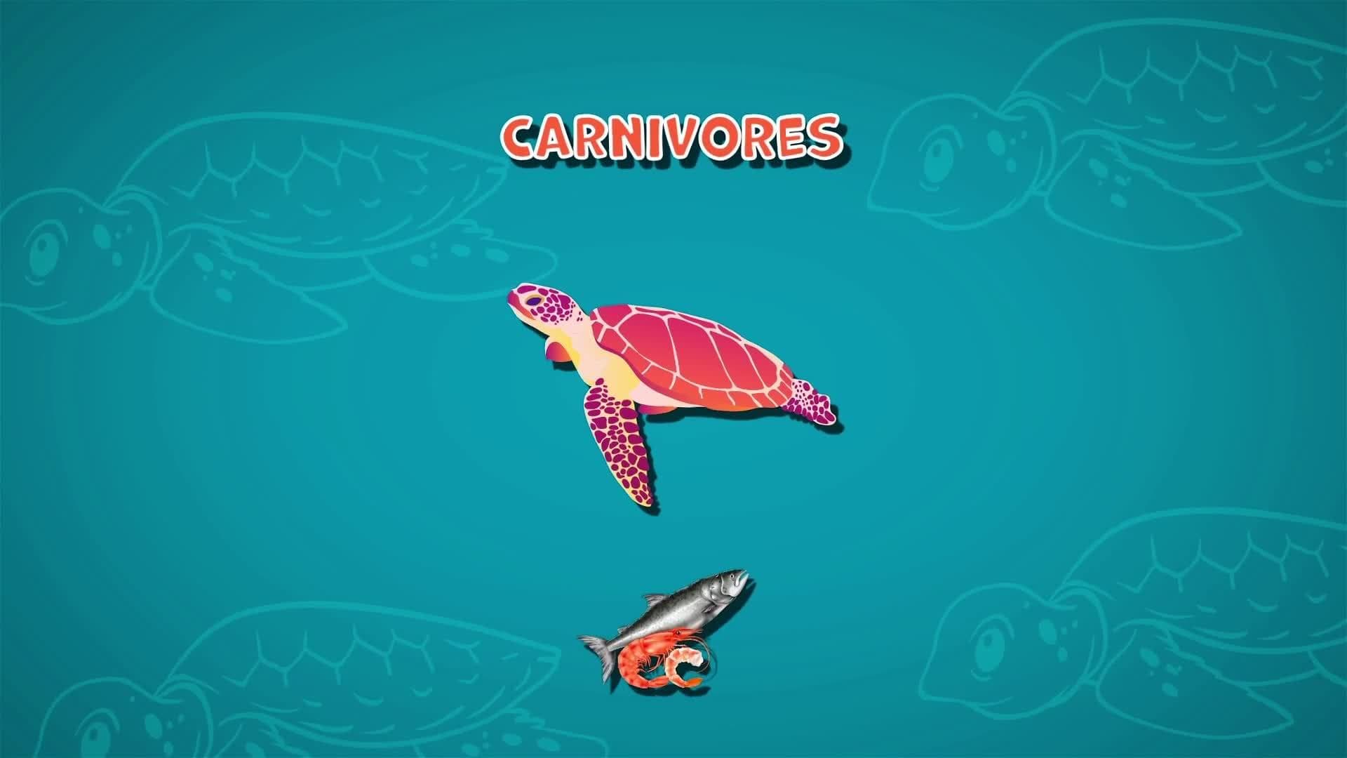 I WONDER - What Do Turtles Eat?