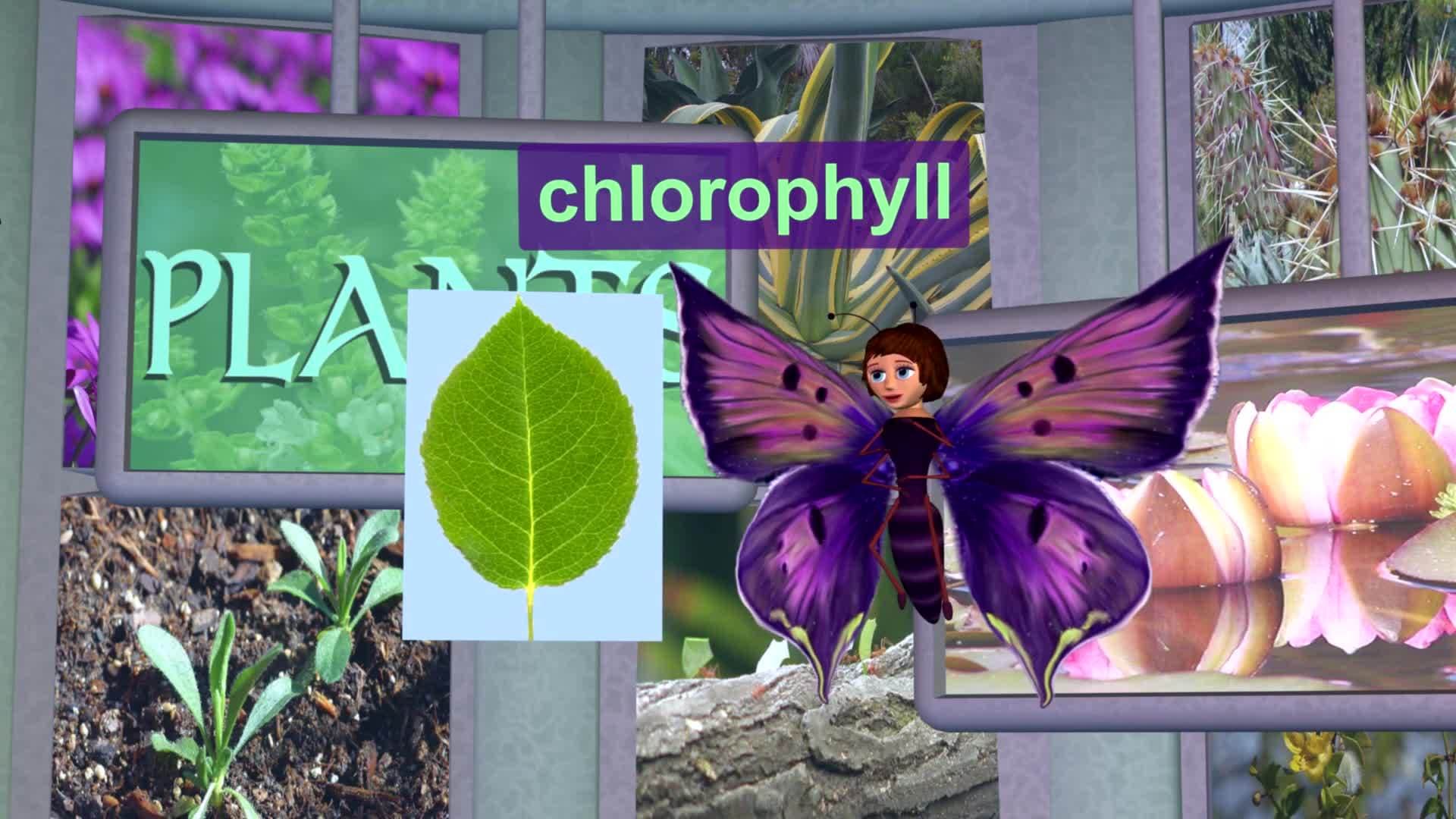 Life Science: Photosynthesis