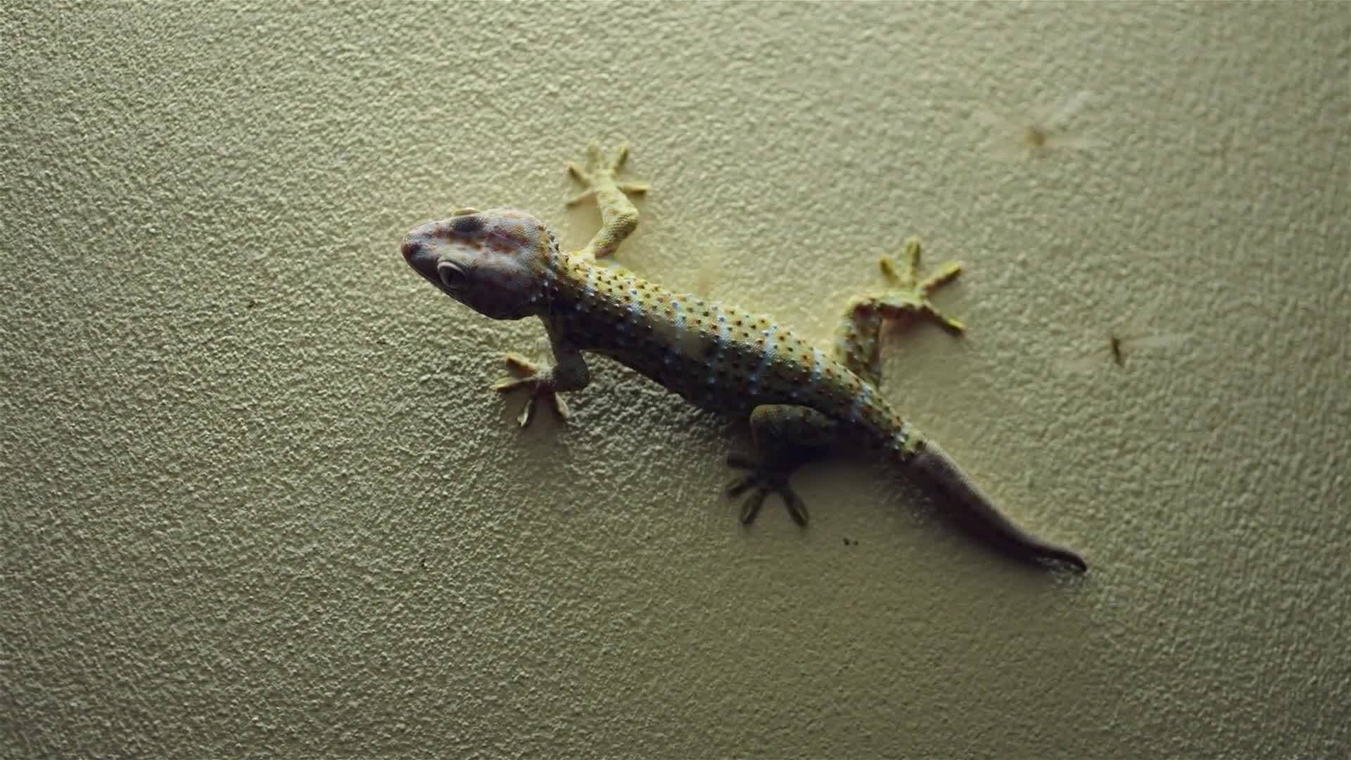 I WONDER - What Is Special About A Gecko?