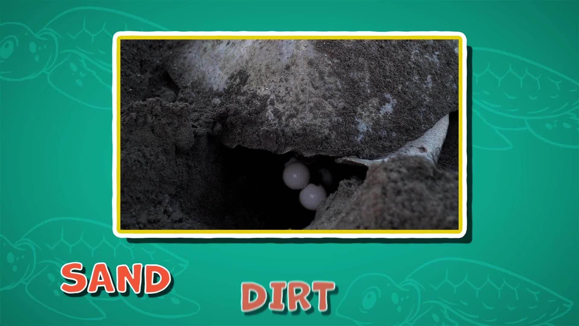 I WONDER - Where Do Turtles Lay Eggs?