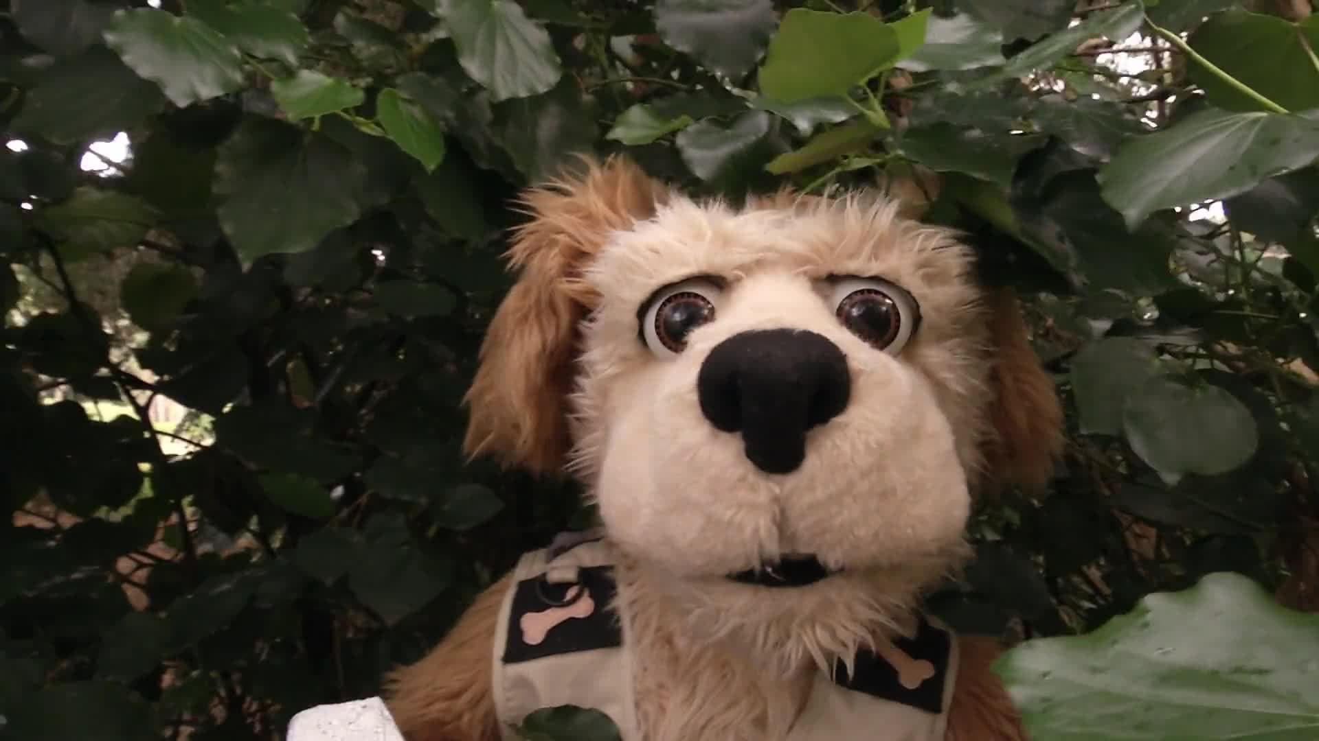 Animal Alphabet: C is for Capybara