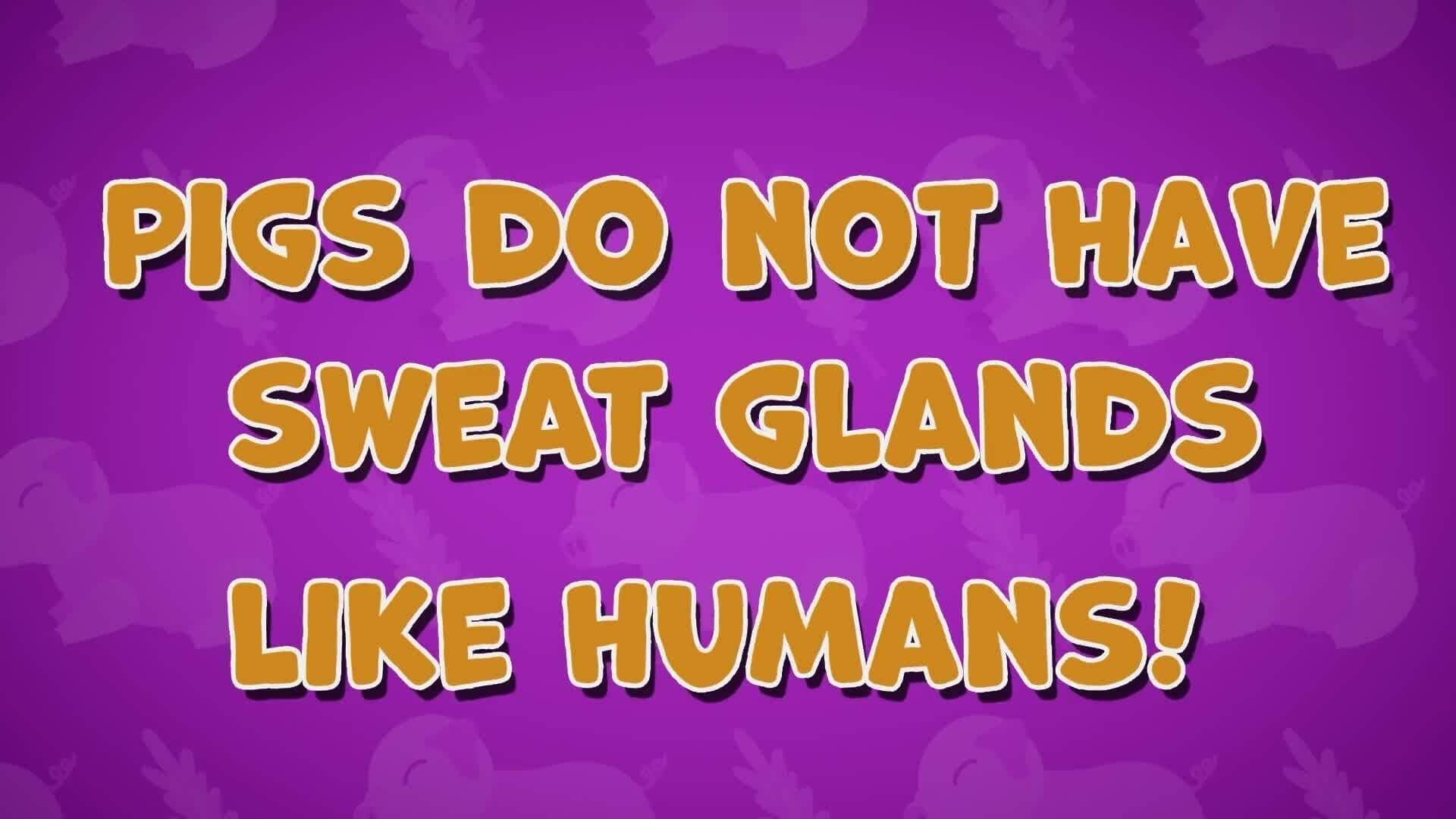 I WONDER - Why Do Pigs Like Mud?