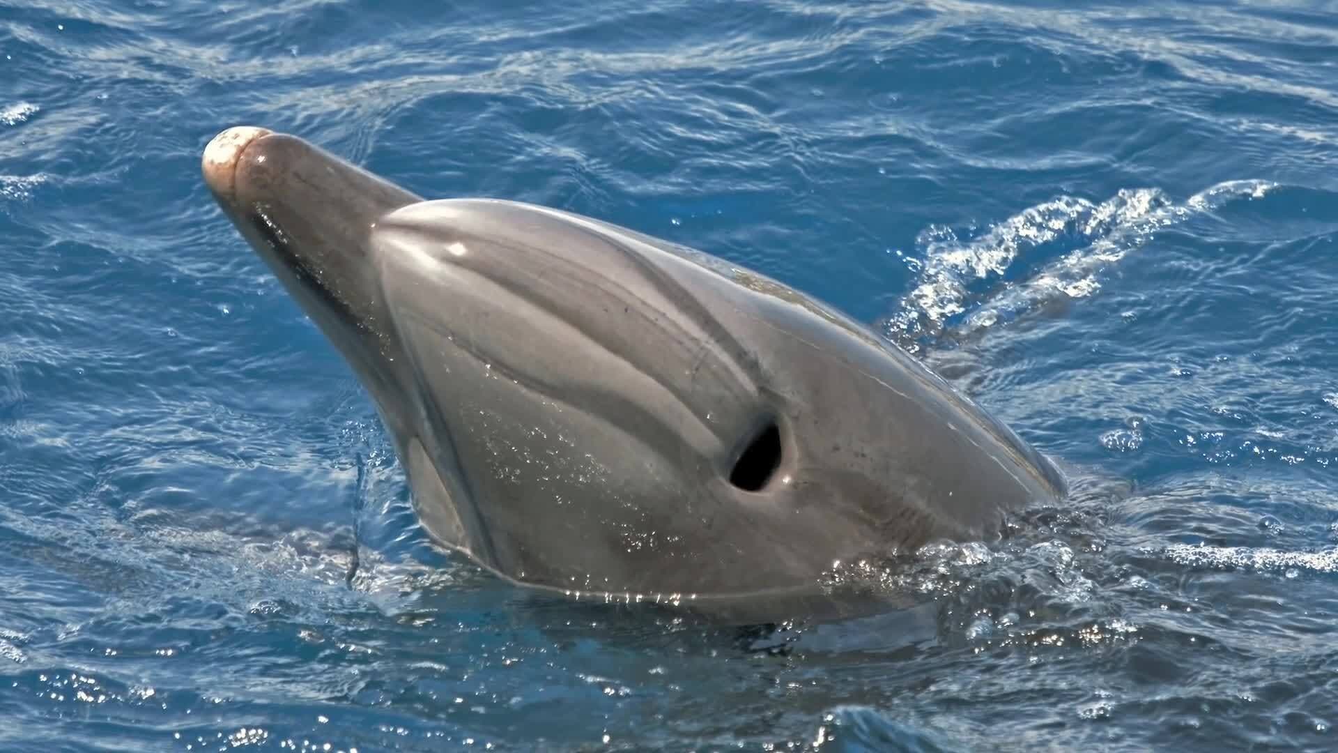Discovering Dolphins: Beyond the Surface