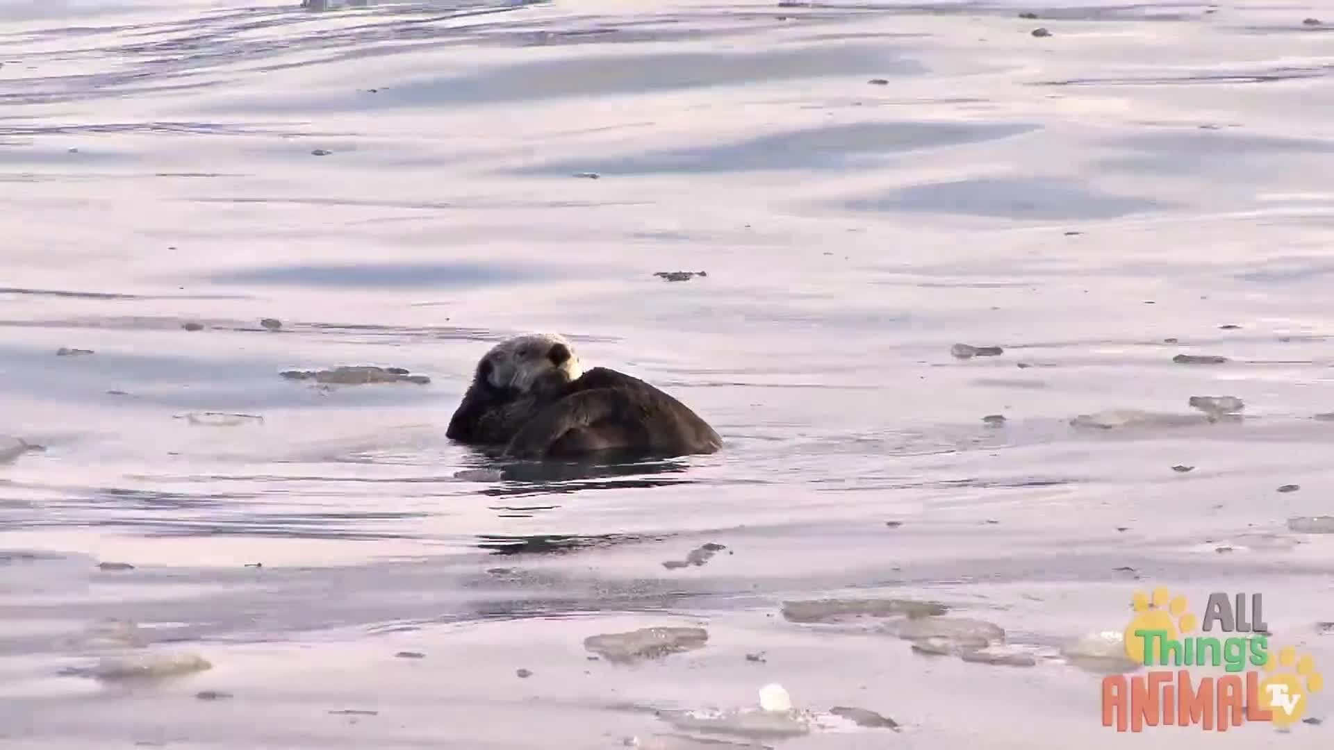 The Playful World of Sea Otters